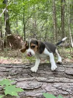 Cosmo, a male Beagle for sale in Portland, TN – Photo 3 of 9