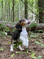 Cosmo, a male Beagle for sale in Portland, TN – Photo 1 of 9
