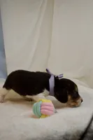 Patsy AKC, a female Beagle for sale in Portland, TN – 3 of 5
