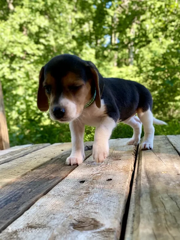 Loretta AKC – Beagle puppy for sale in Portland, TN