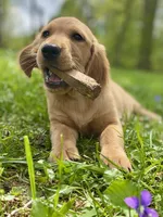 Juliet AKC red coat, a female Golden Retriever for sale in Portland, TN – Photo 2 of 10