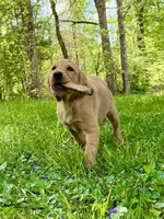 Juliet AKC red coat, a female Golden Retriever for sale in Portland, TN – Photo 3 of 10