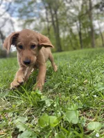Juliet AKC red coat, a female Golden Retriever for sale in Portland, TN – Photo 6 of 10