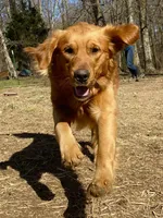 Juliet AKC red coat, a female Golden Retriever for sale in Portland, TN – Photo 10 of 10