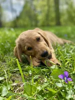Juliet AKC red coat, a female Golden Retriever for sale in Portland, TN – Photo 5 of 10