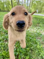 Juliet AKC red coat, a female Golden Retriever for sale in Portland, TN – Photo 4 of 10