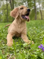 Juliet AKC red coat, a female Golden Retriever for sale in Portland, TN – Photo 1 of 10