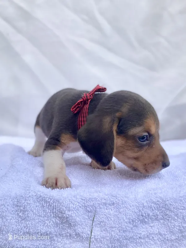 Cash AKC – Beagle puppy for sale in Portland, TN