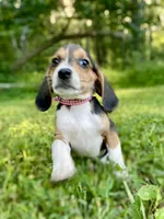 Reba AKC, a female Beagle for sale in Portland, TN – 2 of 10