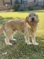 Colby, a male Goldendoodle for sale in Portland, TN – 8 of 10