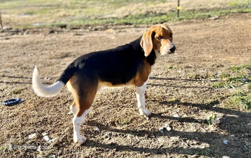 Dolly AKC – Beagle puppy for sale in Portland, TN
