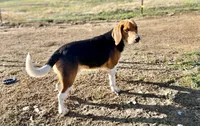 Dolly AKC, a female Beagle for sale in Portland, TN – 4 of 5
