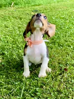 Tanya AKC, a female Beagle for sale in Portland, TN – 4 of 10