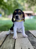 Dolly AKC, a female Beagle for sale in Portland, TN – 8 of 10