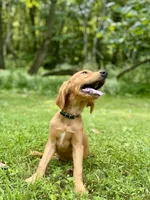 AKC Lucas red coat, a male Golden Retriever for sale in Portland, TN – Photo 4 of 10