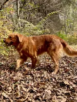 AKC Lucas red coat, a male Golden Retriever for sale in Portland, TN – Photo 10 of 10