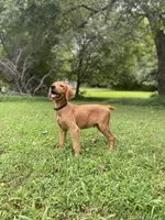 AKC Lucas red coat, a male Golden Retriever for sale in Portland, TN – Photo 1 of 10