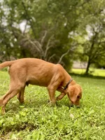 AKC Lucas red coat, a male Golden Retriever for sale in Portland, TN – Photo 2 of 10