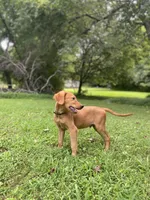 AKC Lucas red coat, a male Golden Retriever for sale in Portland, TN – Photo 6 of 10
