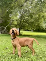 AKC Lucas red coat, a male Golden Retriever for sale in Portland, TN – Photo 3 of 10