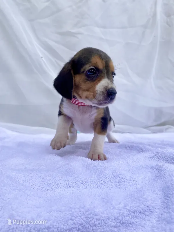 Reba AKC – Beagle puppy for sale in Portland, TN