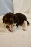 Dolly AKC, a female Beagle for sale in Portland, TN – 2 of 5