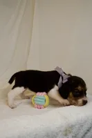 Patsy AKC, a female Beagle for sale in Portland, TN – 2 of 5