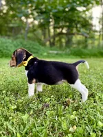 Dolly AKC, a female Beagle for sale in Portland, TN – 4 of 10