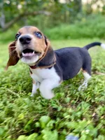 Cash AKC, a male Beagle for sale in Portland, TN – 5 of 10