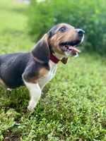 Cash AKC, a male Beagle for sale in Portland, TN – 3 of 10