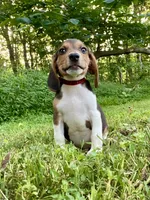Cash AKC, a male Beagle for sale in Portland, TN – 2 of 10