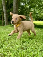 AKC Lydia, a female Golden Retriever for sale in Portland, TN – Photo 4 of 9