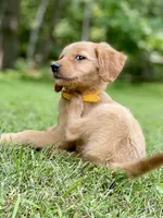 AKC Lydia, a female Golden Retriever for sale in Portland, TN – Photo 1 of 9
