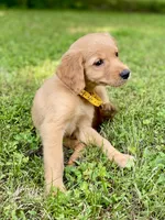 AKC Lydia, a female Golden Retriever for sale in Portland, TN – Photo 5 of 9