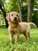 AKC Lydia, a female Golden Retriever for sale in Portland, TN – Photo 2 of 9