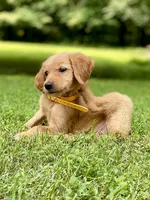 AKC Lydia, a female Golden Retriever for sale in Portland, TN – Photo 3 of 9