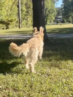 Colby, a male Goldendoodle for sale in Portland, TN – 5 of 10