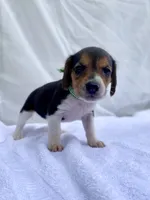 Loretta AKC, a female Beagle for sale in Portland, TN – 8 of 10