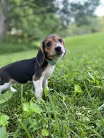 Loretta AKC, a female Beagle for sale in Portland, TN – 4 of 10