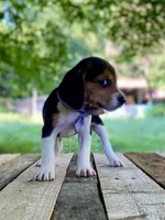 Patsy AKC, a female Beagle for sale in Portland, TN – 6 of 10