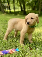 AKC Collins, a male Golden Retriever for sale in Portland, TN – Photo 6 of 10