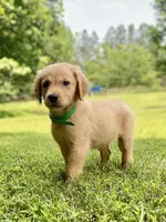 AKC Collins, a male Golden Retriever for sale in Portland, TN – Photo 3 of 10