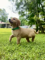 AKC Collins, a male Golden Retriever for sale in Portland, TN – Photo 2 of 10