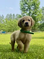 AKC Collins, a male Golden Retriever for sale in Portland, TN – Photo 5 of 10