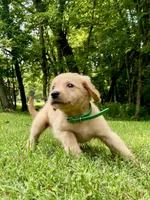 AKC Collins, a male Golden Retriever for sale in Portland, TN – Photo 4 of 10