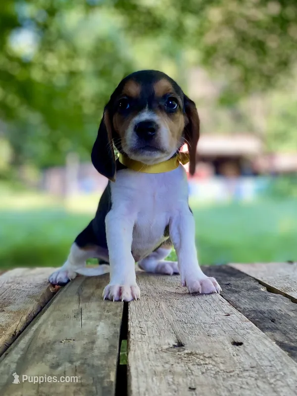 Dolly AKC – Beagle puppy for sale in Portland, TN