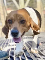 Reba AKC, a female Beagle for sale in Portland, TN – 5 of 5