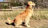 Purebred Dovey, a female Golden Retriever for sale in Portland, TN – Photo 7 of 8