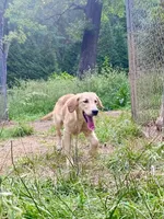Purebred Dovey, a female Golden Retriever for sale in Portland, TN – Photo 2 of 8