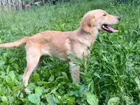 Purebred Dovey, a female Golden Retriever for sale in Portland, TN – Photo 5 of 8